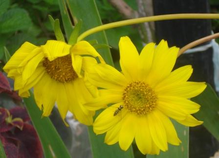[Foto de planta, jardin, jardineria]