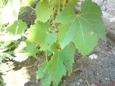 [Foto de planta, jardin, jardineria]