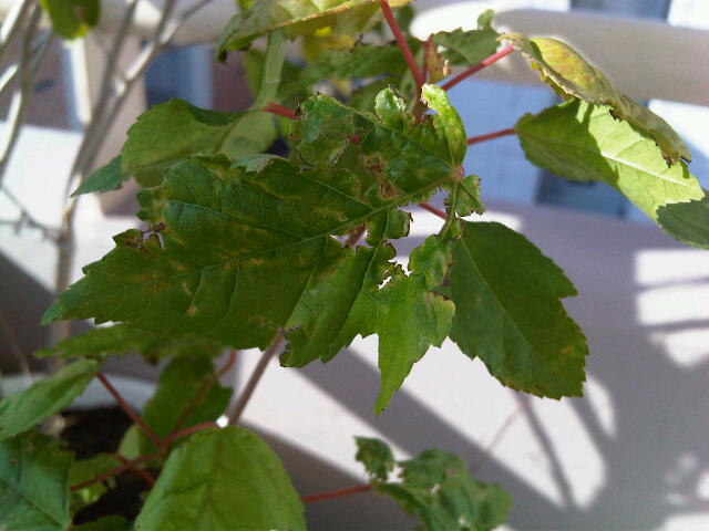 [Foto de planta, jardin, jardineria]