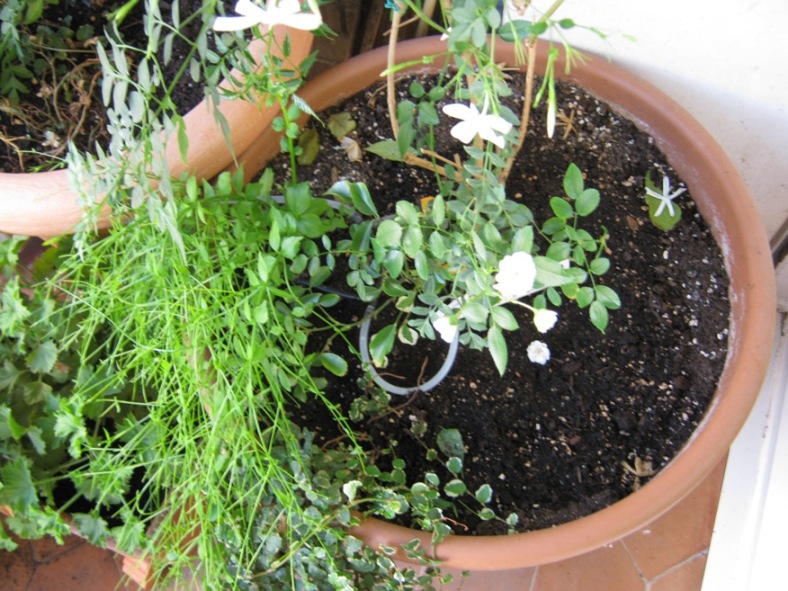 [Foto de planta, jardin, jardineria]