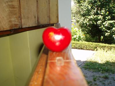 [Foto de planta, jardin, jardineria]