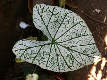 [Foto de planta, jardin, jardineria]