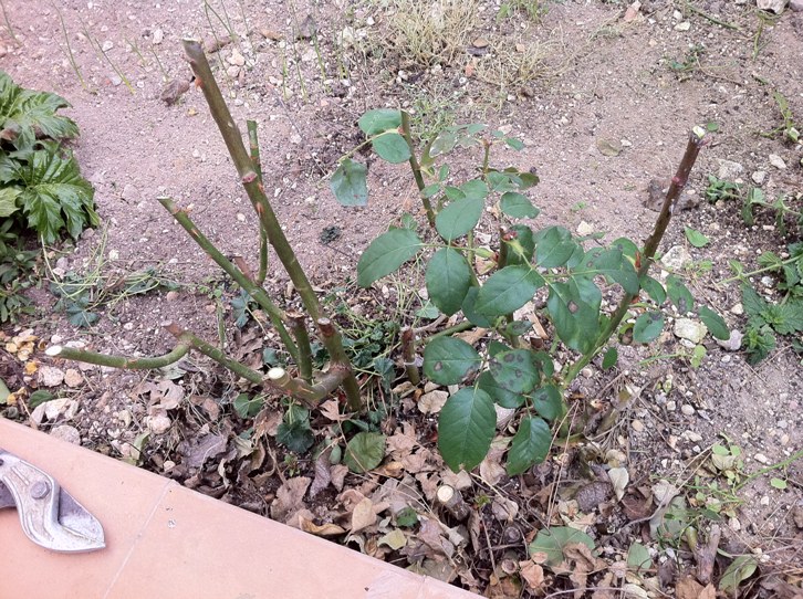 [Foto de planta, jardin, jardineria]