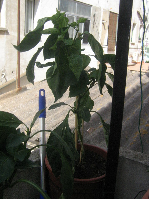 [Foto de planta, jardin, jardineria]