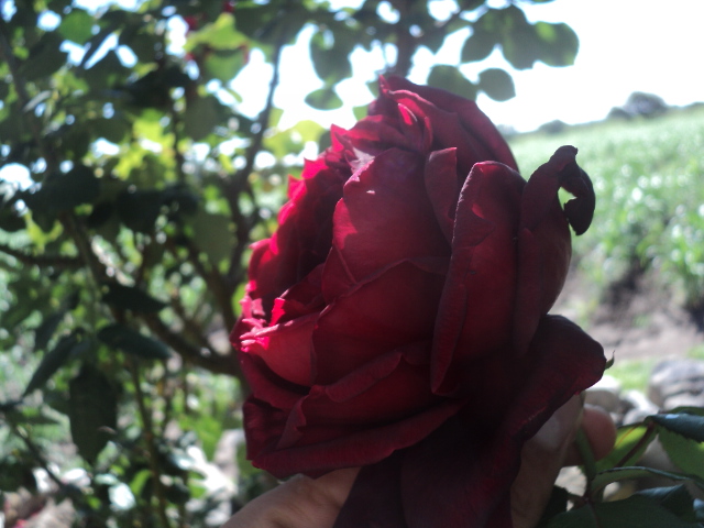 [Foto de planta, jardin, jardineria]