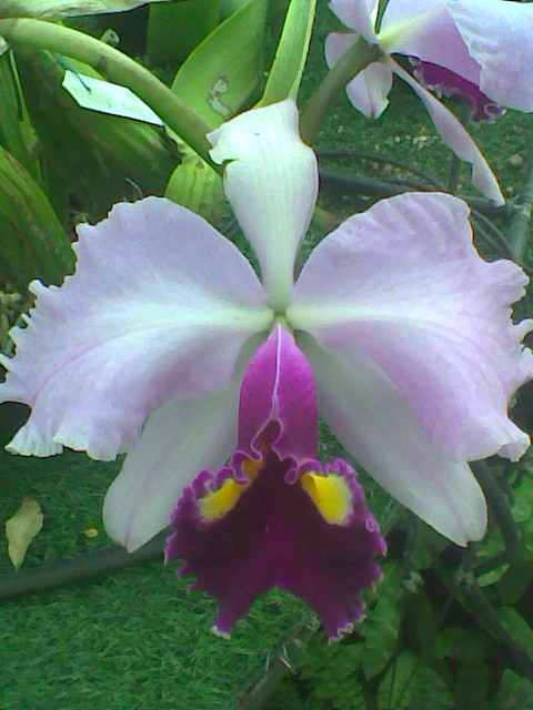 [Foto de planta, jardin, jardineria]