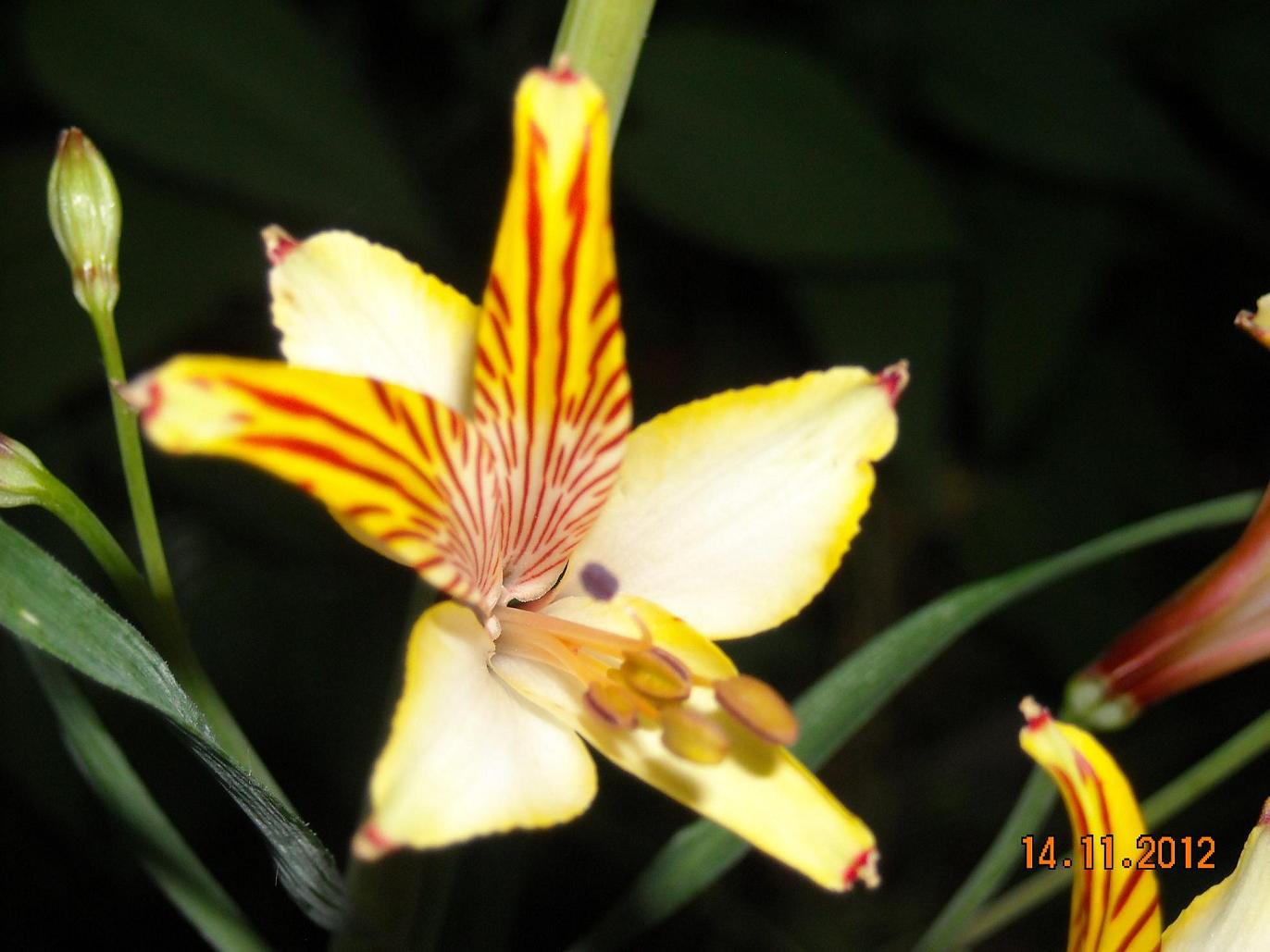 [Foto de planta, jardin, jardineria]