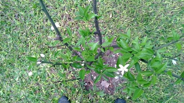 [Foto de planta, jardin, jardineria]