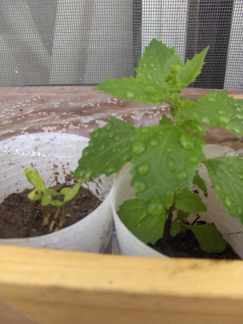 [Foto de planta, jardin, jardineria]