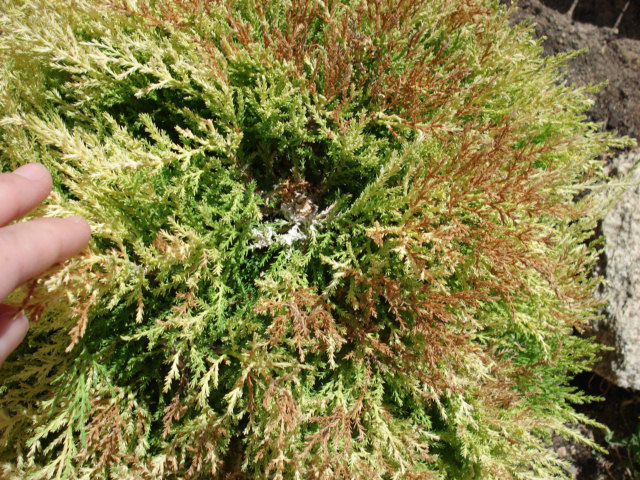 [Foto de planta, jardin, jardineria]