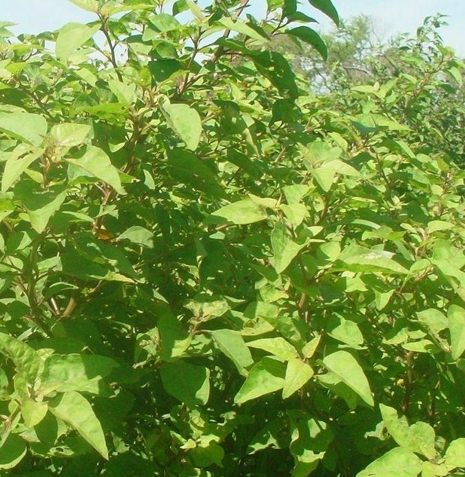 [Foto de planta, jardin, jardineria]