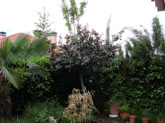 [Foto de planta, jardin, jardineria]