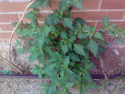 [Foto de planta, jardin, jardineria]