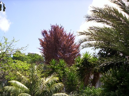 [Foto de planta, jardin, jardineria]