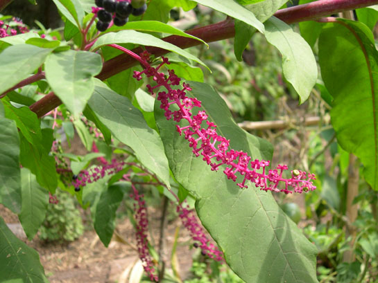 [Foto de planta, jardin, jardineria]