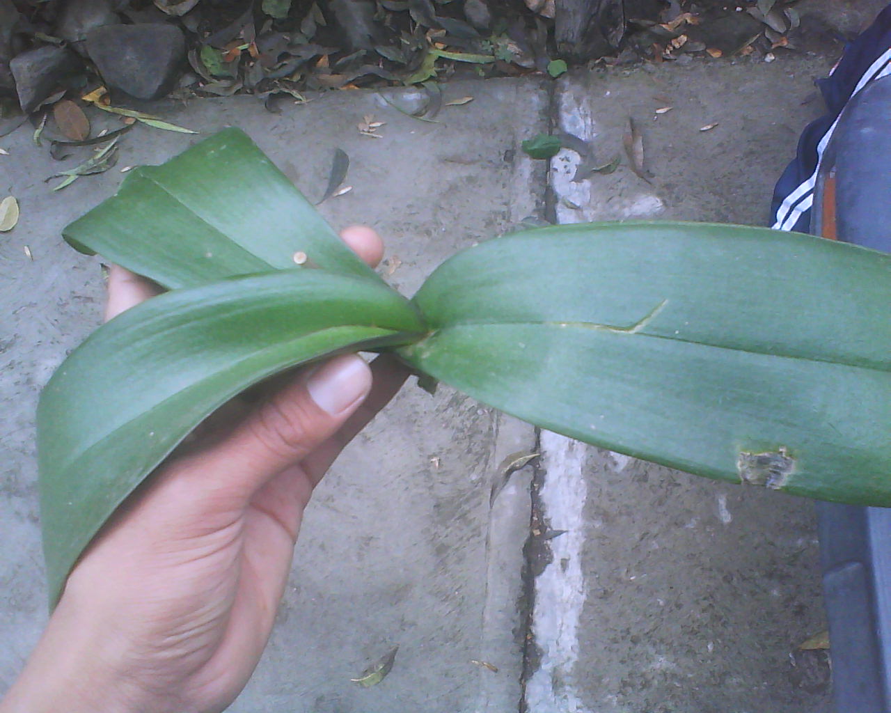 [Foto de planta, jardin, jardineria]