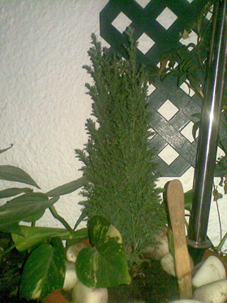 [Foto de planta, jardin, jardineria]