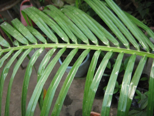 [Foto de planta, jardin, jardineria]