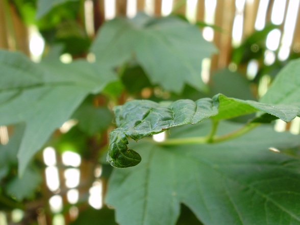 [Foto de planta, jardin, jardineria]