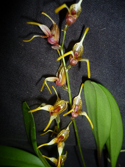 [Foto de planta, jardin, jardineria]