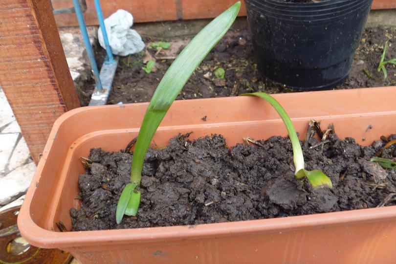 [Foto de planta, jardin, jardineria]