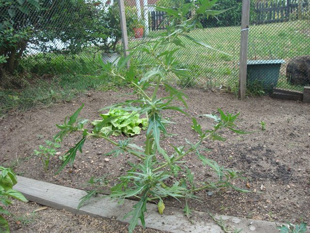 [Foto de planta, jardin, jardineria]