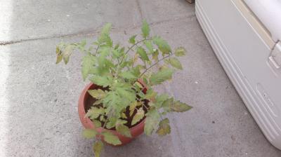 [Foto de planta, jardin, jardineria]