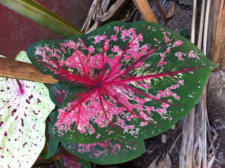 [Foto de planta, jardin, jardineria]