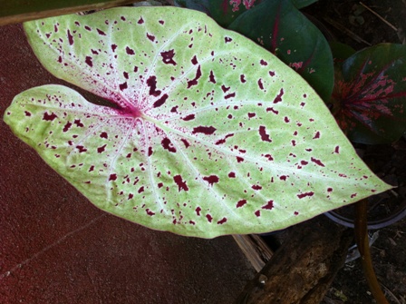 [Foto de planta, jardin, jardineria]