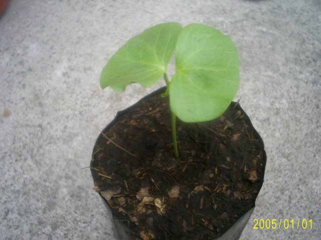 [Foto de planta, jardin, jardineria]