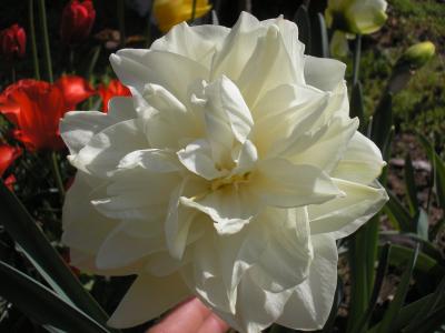 [Foto de planta, jardin, jardineria]