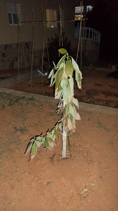 [Foto de planta, jardin, jardineria]