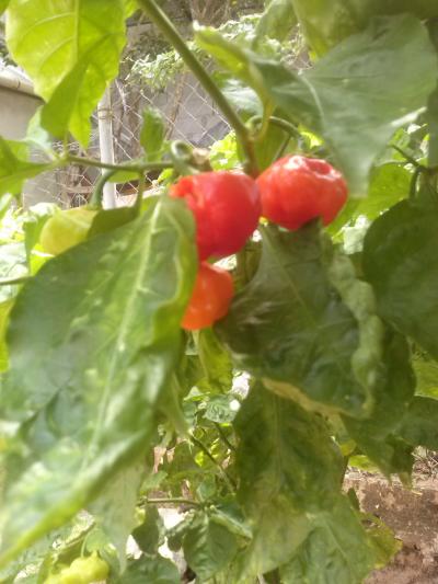 [Foto de planta, jardin, jardineria]