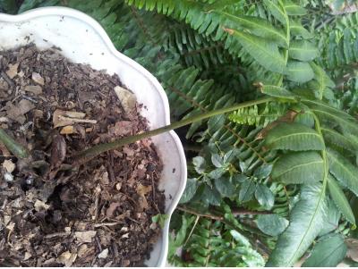 [Foto de planta, jardin, jardineria]