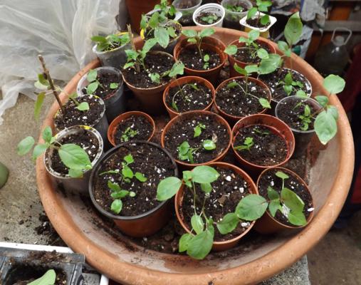 [Foto de planta, jardin, jardineria]