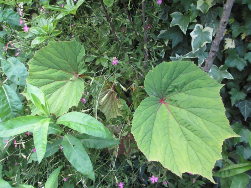 [Foto de planta, jardin, jardineria]