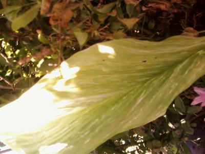 [Foto de planta, jardin, jardineria]