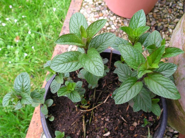 [Foto de planta, jardin, jardineria]