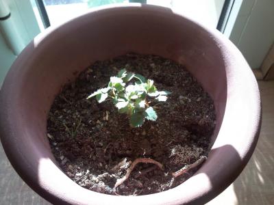 [Foto de planta, jardin, jardineria]