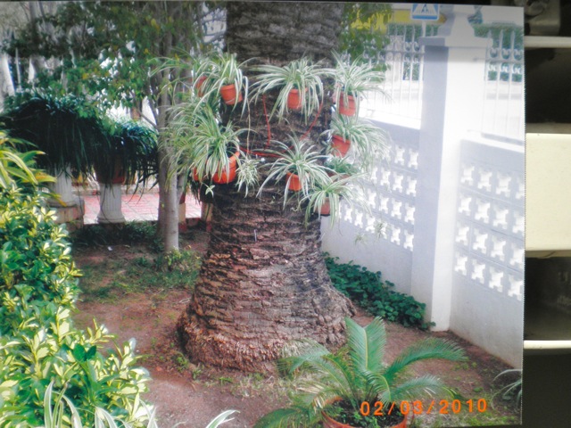 [Foto de planta, jardin, jardineria]