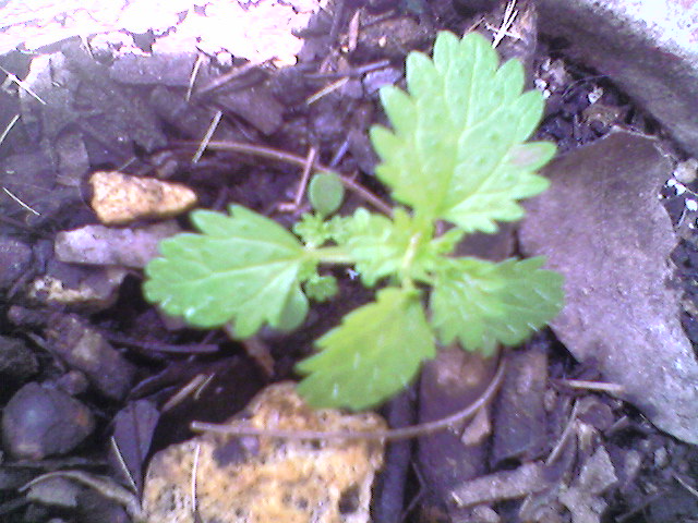 [Foto de planta, jardin, jardineria]