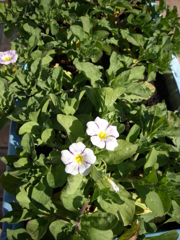 [Foto de planta, jardin, jardineria]