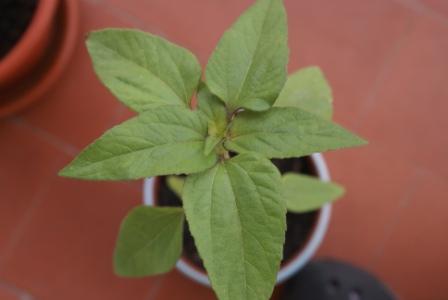 [Foto de planta, jardin, jardineria]