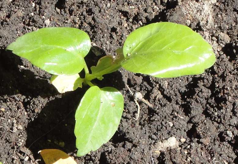 [Foto de planta, jardin, jardineria]