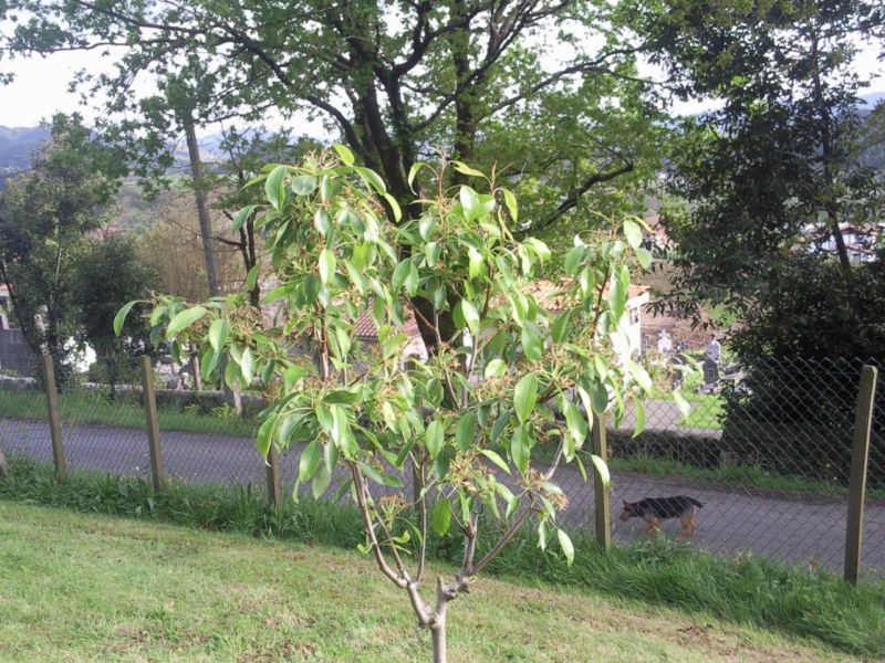 [Foto de planta, jardin, jardineria]