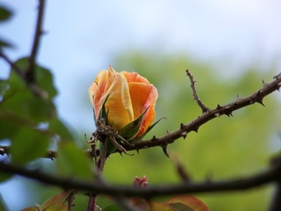 [Foto de planta, jardin, jardineria]