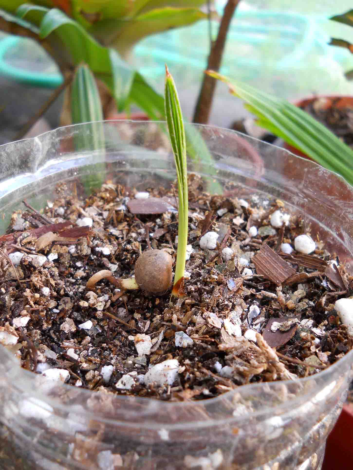 [Foto de planta, jardin, jardineria]