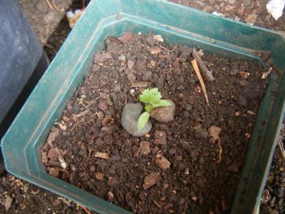 [Foto de planta, jardin, jardineria]