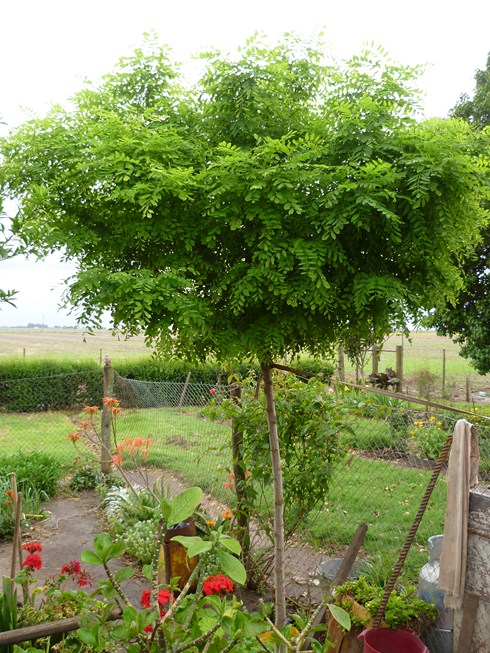 [Foto de planta, jardin, jardineria]