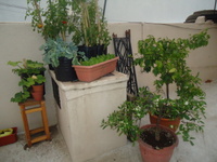 [Foto de planta, jardin, jardineria]